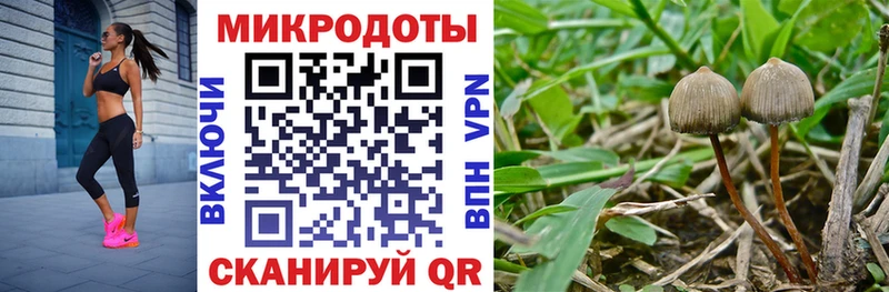 Псилоцибиновые грибы Cubensis Весьегонск